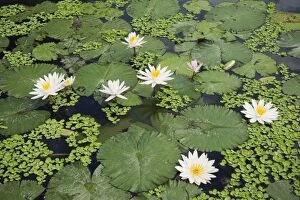 Aquatic Plant Gallery: Water lilies -Nymphaea-, water lily pond in the water palace, Tirtagangga, Bali, Indonesia