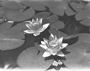 Water lilies on pond, (B&W), elevated view