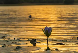 Images Dated 31st October 2015: water Lilly, Mazvikadei Lake, Mashonaland North, Zimbabwe