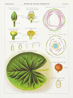 Water lily Chromolithography 1883
