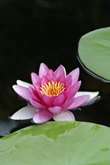 Nymphaea Gallery: Water Lily (Nymphaea)