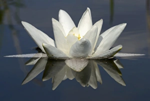 Images Dated 26th July 2012: Water Lily -Nymphaea alba- with reflection, Schwenzin bay in Lake Koelpinsee