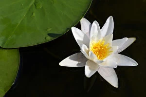 Images Dated 26th July 2012: Water Lily -Nymphaea alba-, Schwenzin bay in Lake Koelpinsee, Mecklenburg Lake District