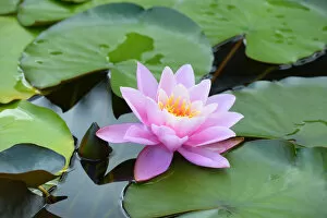 Nymphaea Gallery: Water Lily -Nymphaea-, Baden-Wurttemberg, Germany