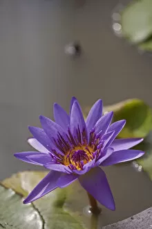 Images Dated 13th January 2010: Water lily -Nymphaea colorata-, violet, purple