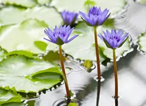 Images Dated 9th May 2013: Water lily -Nymphaea-, hybrid George T. Moore, flowering, Thuringia, Germany