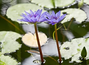 Aquatic Plant Gallery: Water lily -Nymphaea-, hybrid George T. Moore, flowering, Thuringia, Germany