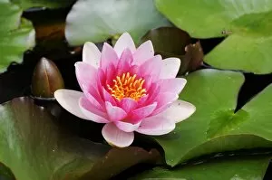 Aquatic Plant Gallery: Water Lily -Nymphaea-, Seleger Moor, Rifferswil, Zurich, Switzerland, Europe