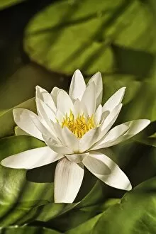 Images Dated 8th July 2011: Water Lily -Nymphaea sp.-, Austria, Europe