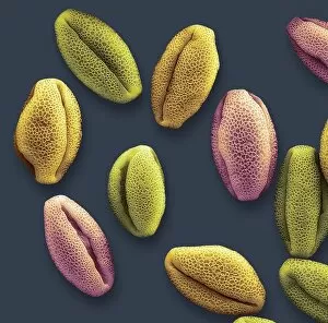 Images Dated 17th August 2019: Water lily pollen grains, SEM