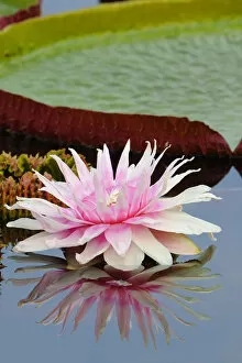 Aquatic Plant Gallery: Water lily -Victoria amazonica-, water lily pond, Stuttgart, Baden-Wuerttemberg, Germany, Europe