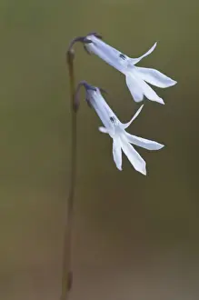 Asteridae Prints: Water Lobelia (Lobelia dortmanna)