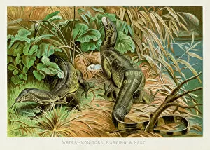 Images Dated 26th October 2018: Water monitor chromolithograph 1896