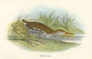 Images Dated 29th September 2017: Water rail birds from Great Britain 1897