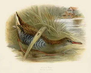 Images Dated 18th July 2016: Water rail engraving 1900