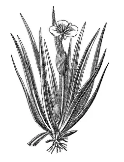 Uncultivated Prints: Water soldiers, water pineapple (Stratiotes aloides)