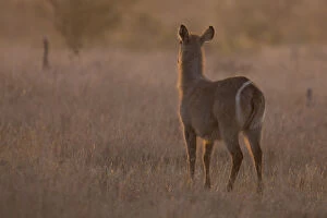 Buck Gallery: Waterbuck cow at sunset with the sun from behind - Kruger National Park South Africa