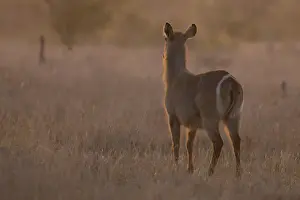 Game Prints: Waterbuck cow at sunset with the sun from behind - Kruger National Park South Africa