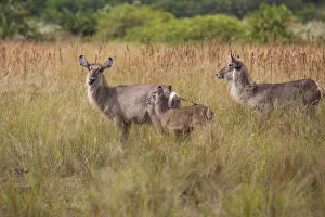 Images Dated 23rd March 2015: Waterbuck group, iSimangaliso Wetland Park