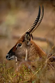 Waterbuck (Kobus ellipsiprymnus), Rift Valley, Kenya