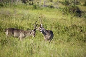 Images Dated 19th March 2015: Waterbuck males, iSimangaliso Wetland Park