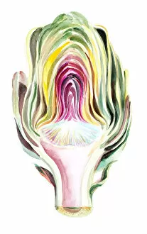 Images Dated 15th August 2017: Watercolor artichoke