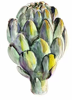 Images Dated 15th August 2017: Watercolor artichoke