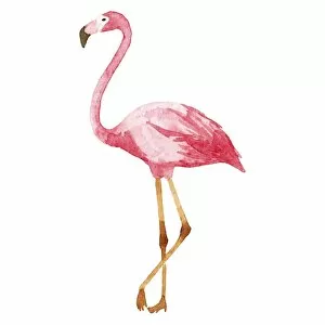 Images Dated 31st January 2018: Watercolor Flamingo