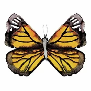 Monarch Butterfly (Danaus plexippus) Gallery: Watercolor Monarch Butterfly