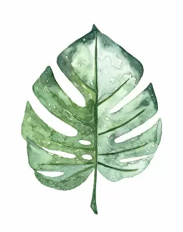 Images Dated 20th May 2018: Watercolour tropical Leaf