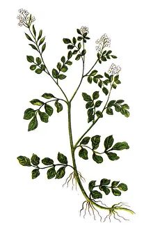 Watercress or yellowcress (Nasturtium officinale)