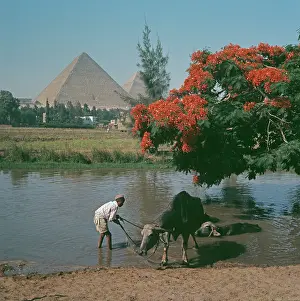 Huty25366 Prints: Watering Hole, Giza