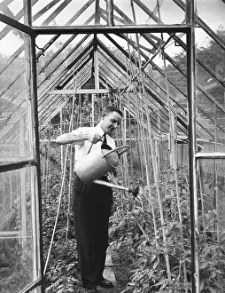 Cultivated Plants Prints: Watering Tomatoes