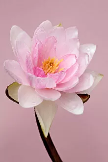 Images Dated 8th October 2010: Waterlily