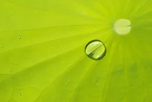 Fluids Prints: Waterlily leaf with dew drop