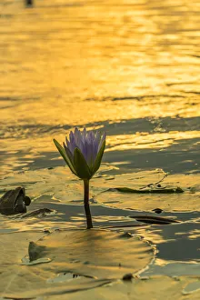 Images Dated 31st October 2015: waterlily. Mazvikadei Lake, Mashonaland North, Zimbabwe