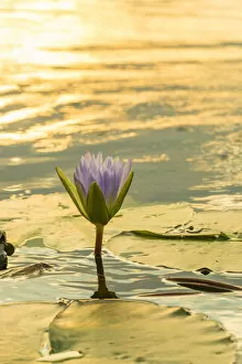 Images Dated 31st October 2015: waterlily. Mazvikadei Lake, Mashonaland North, Zimbabwe