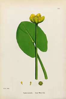 Images Dated 13th January 2017: Least Waterlily, Nuphar pumila, Victorian Botanical Illustration, 1863