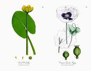 Least Waterlily, Nuphar pumila, Victorian Botanical Illustration, 1863
