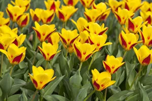 Images Dated 23rd April 2013: Waterlily Tulips -Tulipa kaufmanniana Goldstueck -, Goldstueck hybrid, Thuringia, Germany
