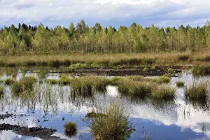 Phragmites Communis Prints: Waterlogged, renatured bog with bulrushes -Schoenoplectus lacustris