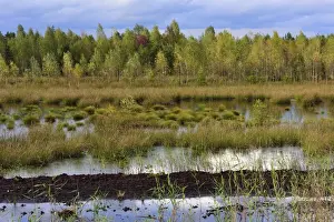 Phragmites Communis Prints: Waterlogged, renatured bog with bulrushes -Schoenoplectus lacustris
