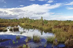 Phragmites Communis Prints: Waterlogged, renatured bog with bulrushes -Schoenoplectus lacustris