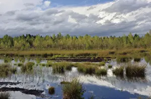 Phragmites Communis Prints: Waterlogged, renatured bog with bulrushes -Schoenoplectus lacustris
