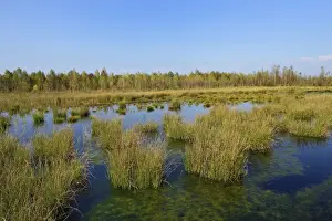 Phragmites Communis Prints: Waterlogged, renatured bog with bulrushes -Schoenoplectus lacustris- and birches -Betula pubescens