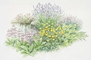 Waterside garden, Mimulus cupreus Whitecroft, Iris sibirica, Persicaria bistorta Superba, Hosta Shade Fanfare