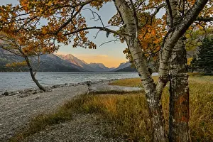Waterton lake in autumn colours at sunset against the mountains, Waterton Lakes National Park