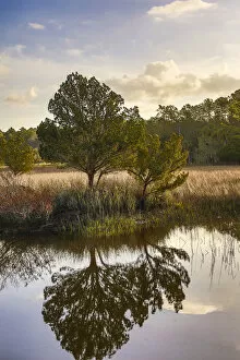 Images Dated 10th March 2016: Waterway and morning reflections from two trees and seagrass in water, Skidaway Island State Park