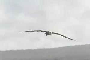 Images Dated 29th December 2012: Waved Albatross or Galapagos Albatross -Phoebastria irrorata- in flight, Isla Espanola