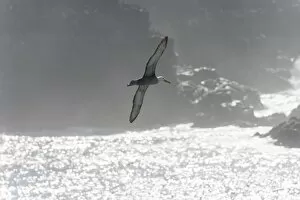 Images Dated 29th December 2012: Waved Albatross or Galapagos Albatross -Phoebastria irrorata- in flight, Isla Espanola
